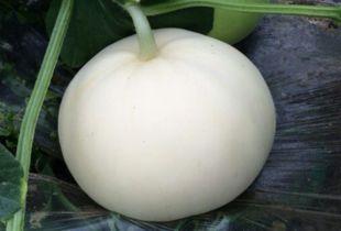 吃梨瓜可以去火吗怎么吃,正确食用方法大揭秘